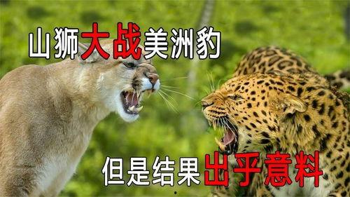 最后的美洲豹,神秘森林的王者传奇